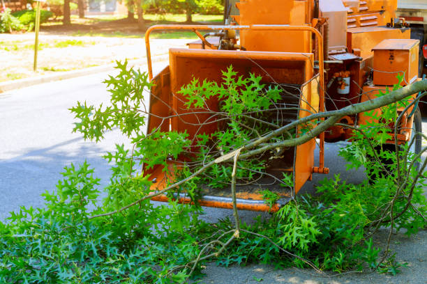 Best Tree Root Removal  in Hot Springs, AR